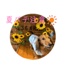 ☆そらくんスタンプ☆（個別スタンプ：26）