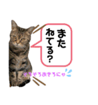 うちのこスタンプ5（個別スタンプ：16）