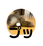 ウサギのクゥー（個別スタンプ：1）
