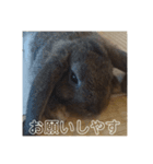 ウサギのクゥー（個別スタンプ：4）