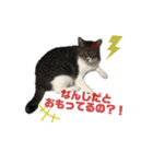 わんにゃん物語！！（個別スタンプ：1）