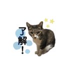 わんにゃん物語！！（個別スタンプ：2）