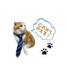 わんにゃん物語！！（個別スタンプ：3）