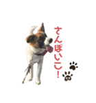 わんにゃん物語！！（個別スタンプ：8）
