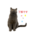 ブリティッシュショートヘアのパンくん（個別スタンプ：1）
