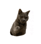 ブリティッシュショートヘアのパンくん（個別スタンプ：9）