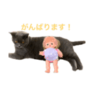 ブリティッシュショートヘアのパンくん（個別スタンプ：13）
