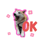 柴犬のもふもふ生活（個別スタンプ：1）