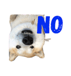 柴犬のもふもふ生活（個別スタンプ：2）