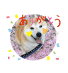 柴犬のもふもふ生活（個別スタンプ：3）