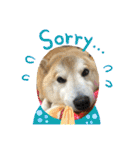 柴犬のもふもふ生活（個別スタンプ：4）