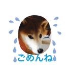 柴犬のもふもふ生活（個別スタンプ：5）