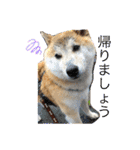 柴犬のもふもふ生活（個別スタンプ：6）