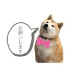 柴犬のもふもふ生活（個別スタンプ：8）