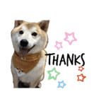 柴犬のもふもふ生活（個別スタンプ：9）