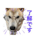 柴犬のもふもふ生活（個別スタンプ：10）