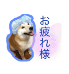 柴犬のもふもふ生活（個別スタンプ：11）