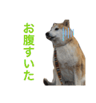 柴犬のもふもふ生活（個別スタンプ：12）