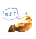 柴犬のもふもふ生活（個別スタンプ：13）