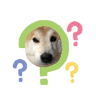 柴犬のもふもふ生活（個別スタンプ：14）