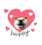 柴犬のもふもふ生活（個別スタンプ：15）