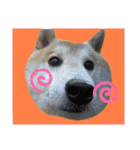 柴犬のもふもふ生活（個別スタンプ：16）