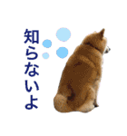 柴犬のもふもふ生活（個別スタンプ：17）