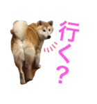 柴犬のもふもふ生活（個別スタンプ：18）