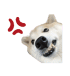 柴犬のもふもふ生活（個別スタンプ：20）