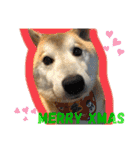 柴犬のもふもふ生活（個別スタンプ：21）