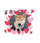柴犬のもふもふ生活（個別スタンプ：23）