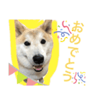 柴犬のもふもふ生活（個別スタンプ：24）