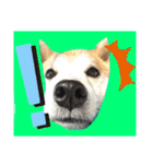 柴犬のもふもふ生活（個別スタンプ：25）