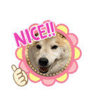 柴犬のもふもふ生活（個別スタンプ：26）