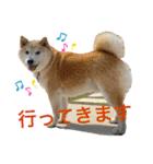 柴犬のもふもふ生活（個別スタンプ：27）