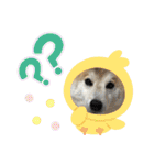 柴犬のもふもふ生活（個別スタンプ：28）