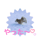 柴犬のもふもふ生活（個別スタンプ：29）