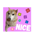 柴犬のもふもふ生活（個別スタンプ：30）