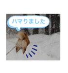 柴犬のもふもふ生活（個別スタンプ：31）