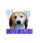 柴犬のもふもふ生活（個別スタンプ：32）