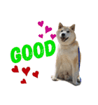 柴犬のもふもふ生活（個別スタンプ：33）
