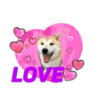 柴犬のもふもふ生活（個別スタンプ：34）
