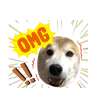 柴犬のもふもふ生活（個別スタンプ：36）