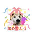 柴犬のもふもふ生活（個別スタンプ：37）