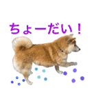 柴犬のもふもふ生活（個別スタンプ：38）