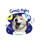 柴犬のもふもふ生活（個別スタンプ：40）