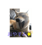 柴犬のつむぎです！（個別スタンプ：1）