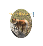 柴犬のつむぎです！（個別スタンプ：2）