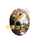 柴犬のつむぎです！（個別スタンプ：3）