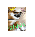 柴犬のつむぎです！（個別スタンプ：4）